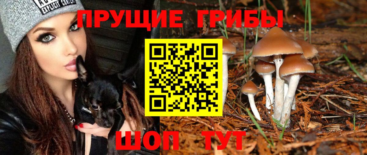 Псилоцибиновые грибы Cubensis Звенигород